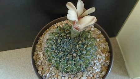 Gymnocalycium sp.