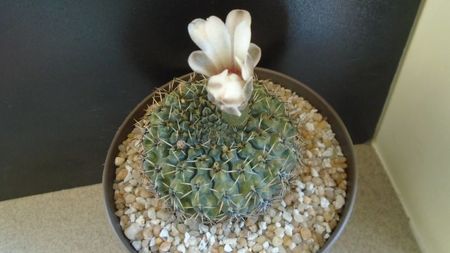 Gymnocalycium sp.