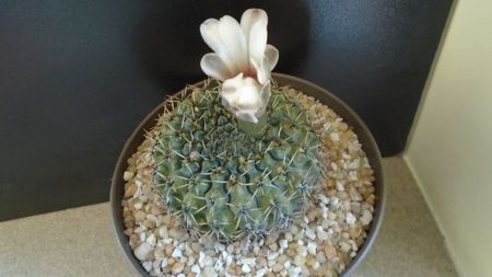 Gymnocalycium sp.