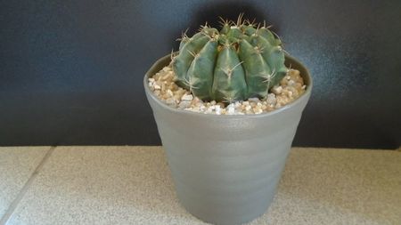 Gymnocalycium sp.