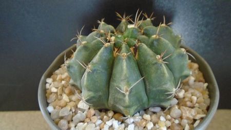 Gymnocalycium sp.