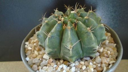 Gymnocalycium sp.