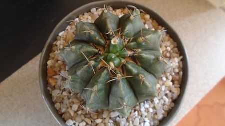 Gymnocalycium sp., inceput de cristatie?