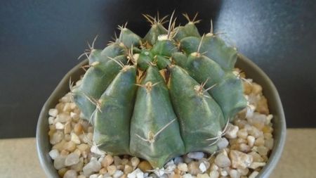 Gymnocalycium sp.