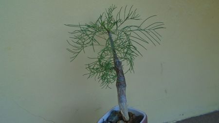 Commiphora kraeuseliana, Namibia