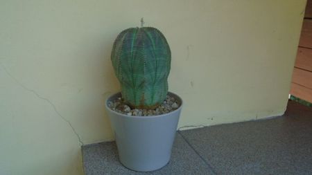 Euphorbia obesa