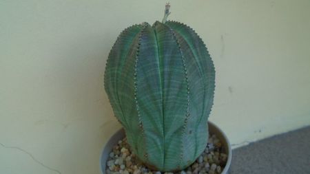 Euphorbia obesa