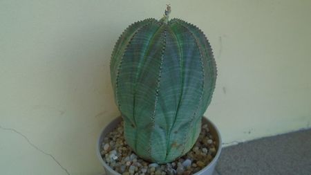 Euphorbia obesa