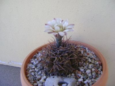 Gymnocalycium ochoterenae v. cinereum