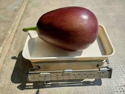 Img.2021.08.23- vânătă de 1,6 kg de semințe