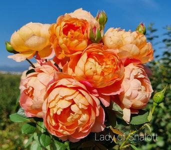 Lady of Shalott (Tufa); EXCELENT-.
Producator David C. H. Austin 
Caisă  roz-somon, revers galben-auriu.
 Parfum puternic, măr, cuișoare, ceai.
 Înflorește în valuri pe tot parcursul sezonului.
Înălțime (110-120 cm).
