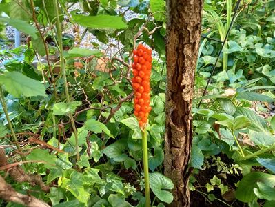 Arum italicum