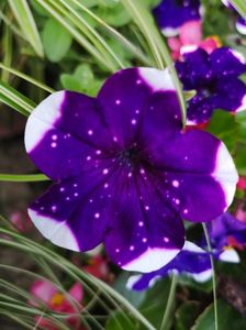 Petunia night sky