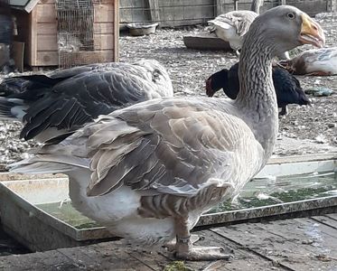 Boboaca Tula 2020; Buff Tula goose
