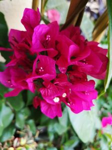 Bougainvillea