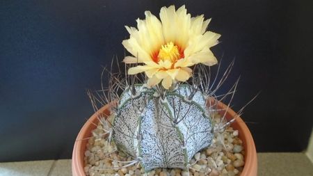 Astrophytum capricorne