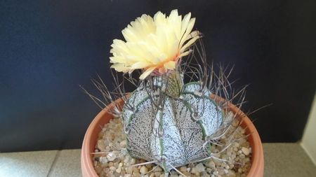 Astrophytum capricorne