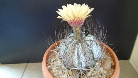 Astrophytum capricorne