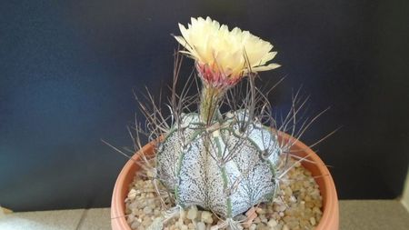 Astrophytum capricorne