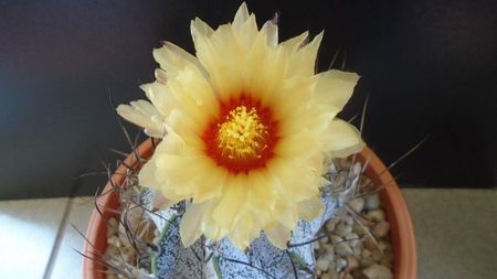 Astrophytum capricorne