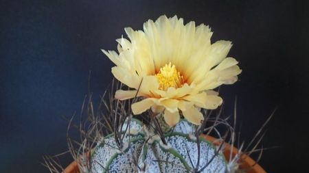 Astrophytum capricorne