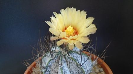 Astrophytum capricorne