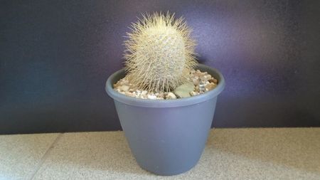 Mammillaria dixanthocentron; replantata in aug. 2021
