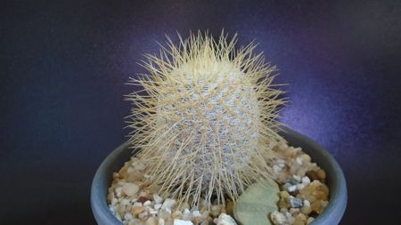 Mammillaria dixanthocentron; replantata in aug. 2021
