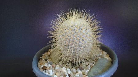 Mammillaria dixanthocentron; replantata in aug. 2021
