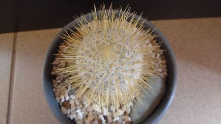 Mammillaria dixanthocentron; replantata in aug. 2021
