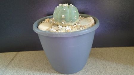 Lophophora williamsii v. jourdaniana; replantata in aug. 2021
