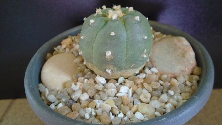 Lophophora williamsii v. jourdaniana; replantata in aug. 2021
