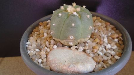 Lophophora williamsii v. jourdaniana; replantata in aug. 2021
