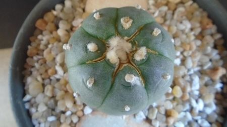 Lophophora williamsii v. jourdaniana; replantata in aug. 2021
