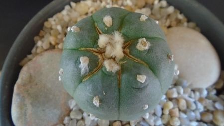 Lophophora williamsii v. jourdaniana; replantata in aug. 2021
