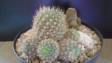 Aylostera (Rebutia) fiebrigii; replantata in aug. 2021
