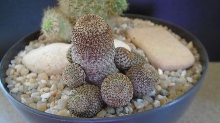 Aylostera (Rebutia) heliosa; replantata in aug. 2021
