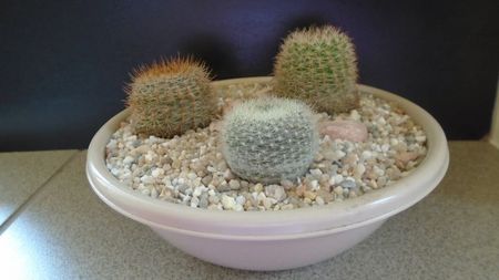 Grup de 3 Notocactus (Parodia); Notocactus schlosseri (Parodia erubescens)
Parodia dichroacantha (microsperma) 
Brasilicactus graessneri (Parodia haselbergii ssp. graessneri)
