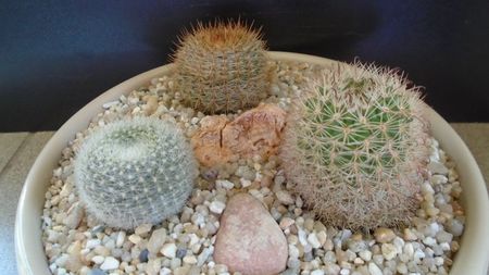 Grup de 3 Notocactus (Parodia); Notocactus schlosseri (Parodia erubescens)
Parodia dichroacantha (microsperma) 
Brasilicactus graessneri (Parodia haselbergii ssp. graessneri)
