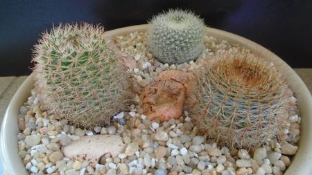 Grup de 3 Notocactus (Parodia); Notocactus schlosseri (Parodia erubescens)
Parodia dichroacantha (microsperma) 
Brasilicactus graessneri (Parodia haselbergii ssp. graessneri)
