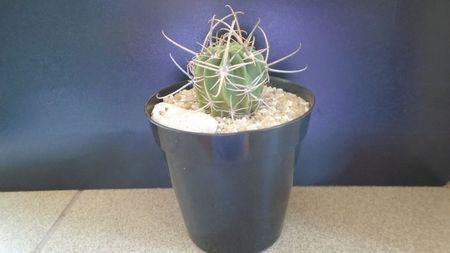 Lobivia ferox v. longispina (Echinopsis ferox); replantata in aug. 2021
