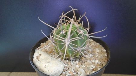 Lobivia ferox v. longispina (Echinopsis ferox); replantata in aug. 2021
