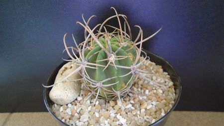 Lobivia ferox v. longispina (Echinopsis ferox); replantata in aug. 2021
