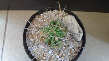 Lobivia ferox v. longispina (Echinopsis ferox); replantata in aug. 2021
