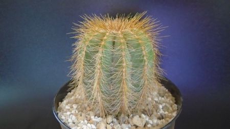 Notocactus (Parodia) magnificus; replantat in aug. 2021
