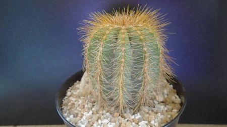 Notocactus (Parodia) magnificus; replantat in aug. 2021
