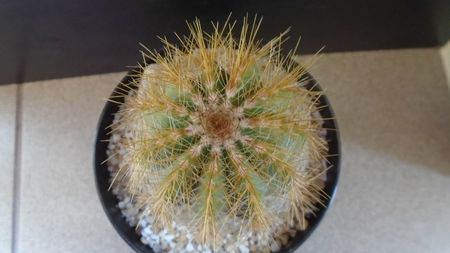 Notocactus (Parodia) magnificus; replantat in aug. 2021
