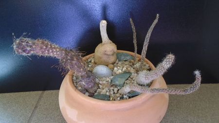 Grup de 5 Pterocactus; Pterocactus australis       
Pterocactus kuntzei
Pterocactus gonjianii
Pterocactus tuberosus
Pterocactus skottsbergii (Pterocactus hickenii)
