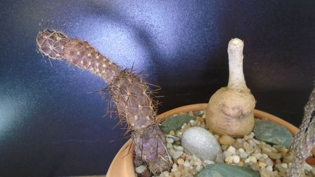 Pterocactus tuberosus & Pterocactus skottsbergii (Pterocactus hickenii)