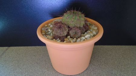 Lobivia cinnabarina (Echinopsis cinnabarina); replantata in aug. 2021
